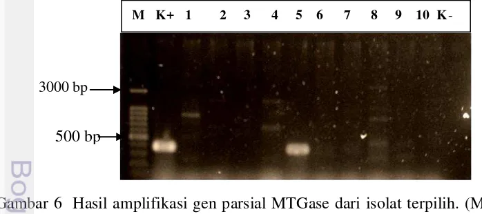 Gambar 6  Hasil amplifikasi gen parsial MTGase dari isolat terpilih. (M) marker   