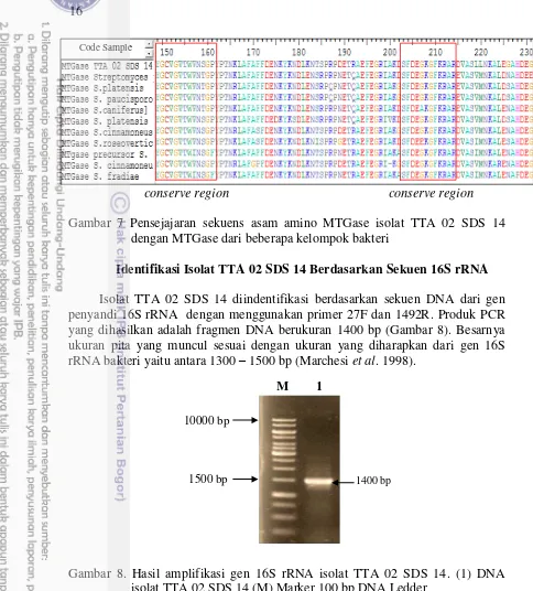 Gambar 7 Pensejajaran sekuens asam amino MTGase isolat TTA 02 SDS 14 