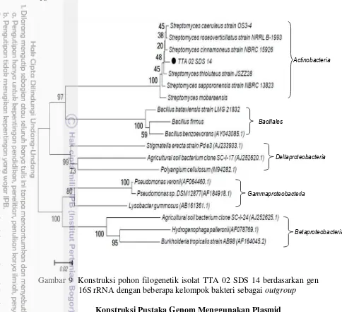 Gambar 9  Konstruksi pohon filogenetik isolat TTA 02 SDS 14 berdasarkan gen 
