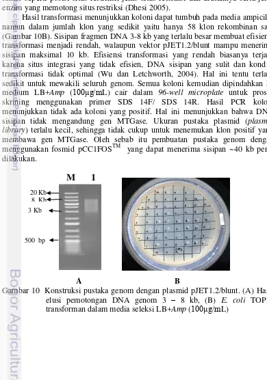 Gambar 10  Konstruksi pustaka genom dengan plasmid pJET1.2/blunt. (A) Hasil 