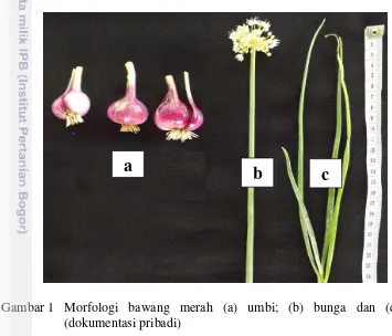 Gambar 1 Morfologi bawang merah (a) umbi; (b) bunga dan (c) daun. 