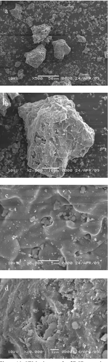 Figure 10  SEM micrograph of BCP ceramics; 