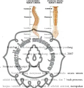 Gambar 2.1. Kolumna vertebralis dari dua sudut pandang  