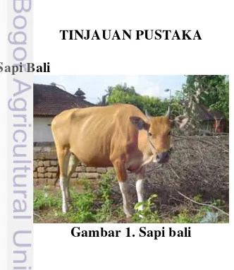 Gambar 1. Sapi bali 