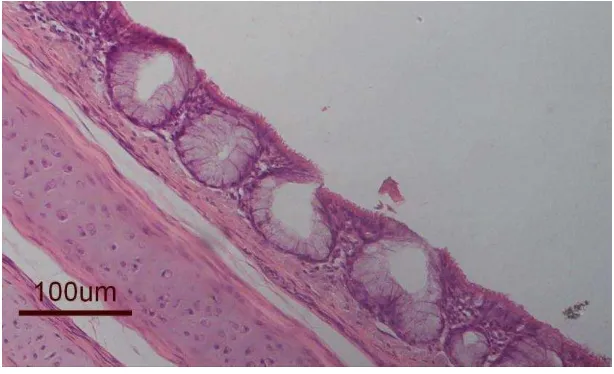 Gambar 1.1 Gambaran mikroskopik trakea ayam, sel epitel bersilia dengan silia mengarah kelumen kelenjar submukosa dan sel goblet yang berperan dalam mekanisme pertahanan mukosiliaris
