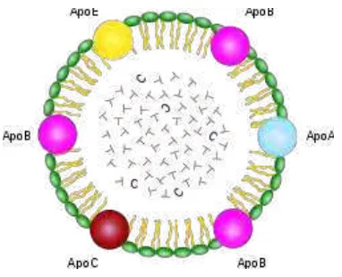 Gambar 7  Molekul lipoprotein [25] 