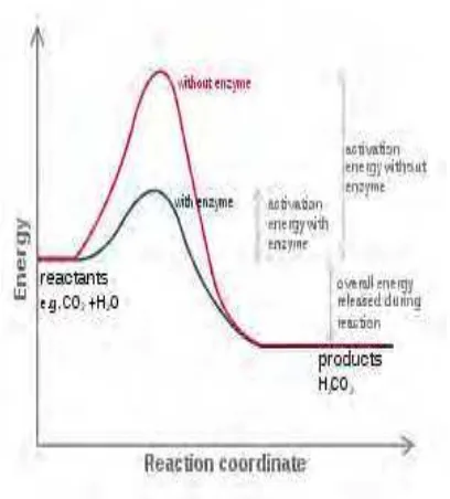 Gambar 8  Kurva energi aktifasi tanpa                            katalis Enzim dan terkatalisis       Enzim [ 32]  