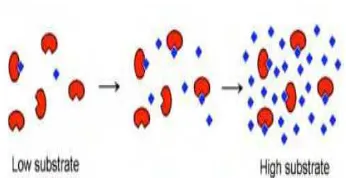 Gambar 9  Mekanisme reaksi enzim  