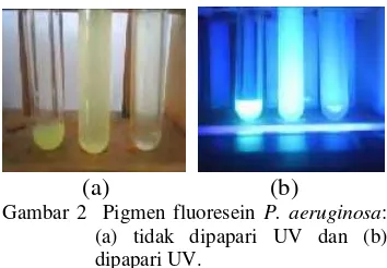 Gambar 2  Pigmen fluoresein P. aeruginosa: 