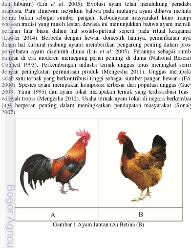 Gambar 1 Ayam Jantan (A) Betina (B) 