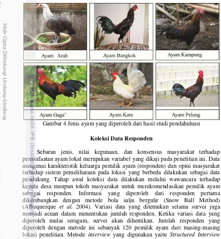 Gambar 4 Jenis ayam yang diperoleh dari hasil studi pendahuluan 