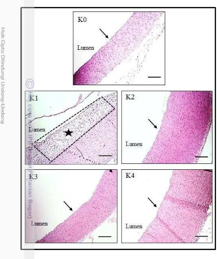 Gambar 11  Gambaran mikroskopik aorta kelinci. Pewarnaan HE,  