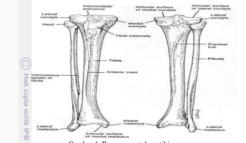 Gambar 1. Penampang tulang tibia 