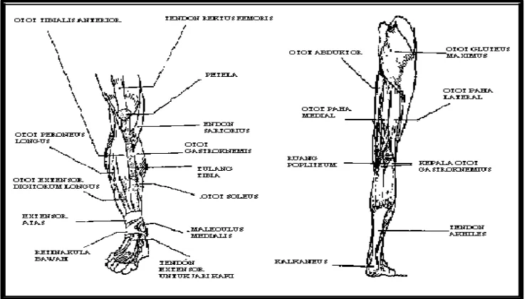 Gambar 8. Struktur Anatomi Tungkai (Sumber: John V. Basmajian, dkk., 1995: 25) 