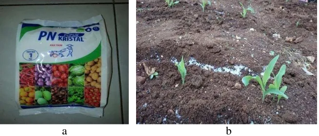 Gambar 5. Pemupukan tanaman jagung manis, a) pupuk KNO3, b) Tanaman jagung manis saat dipupuk 