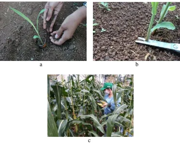 Gambar 6. Pemeliharaan, a) penyulaman tanaman yang tidak tumbuh, b) penjarangan tanaman, c) pemanenan jagung manis 