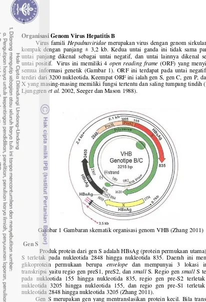 Gambar 1 Gambaran skematik organisasi genom VHB (Zhang 2011) 