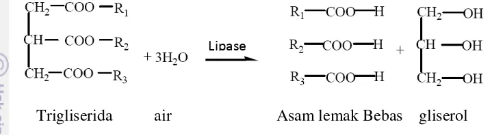 Gambar 3. Reaksi hidrolisis dengan katalis lipase (Hamilton, 1983) 