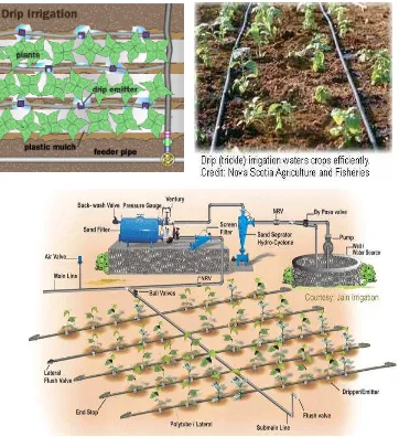 Fig. 1 : Layout of drip irrigation system