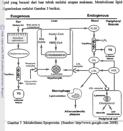 Gambar 3 Metabolisme lipoprotein. (Sumber: http//www.google.wm 2008) 