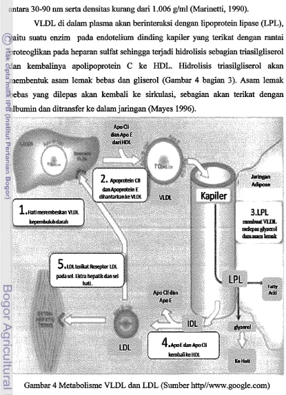 Gambar 4 Metabolisme VLDL dan LDL (Sumber http//www.google.com) 