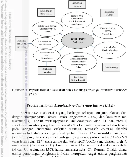 Gambar  1  Peptida bioaktif asal susu dan sifat fungsionalnya. Sumber: Korhonen 