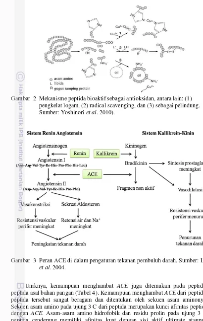 Gambar  2  Mekanisme peptida bioaktif sebagai antioksidan, antara lain: (1) 