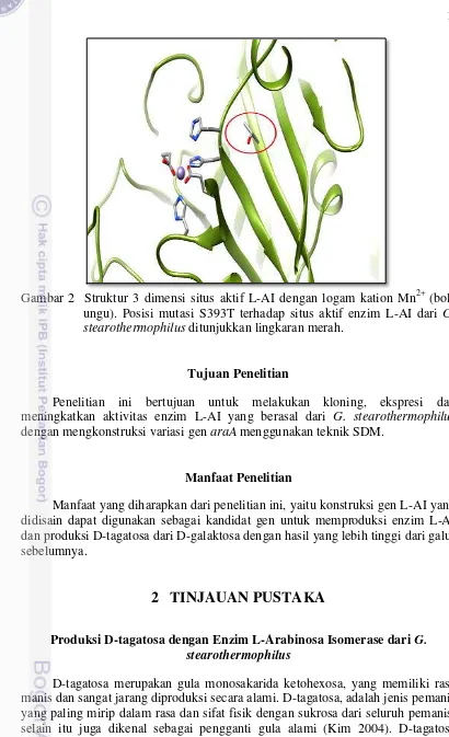 Gambar 2  Struktur 3 dimensi situs aktif L-AI dengan logam kation Mn 2+ (bola 