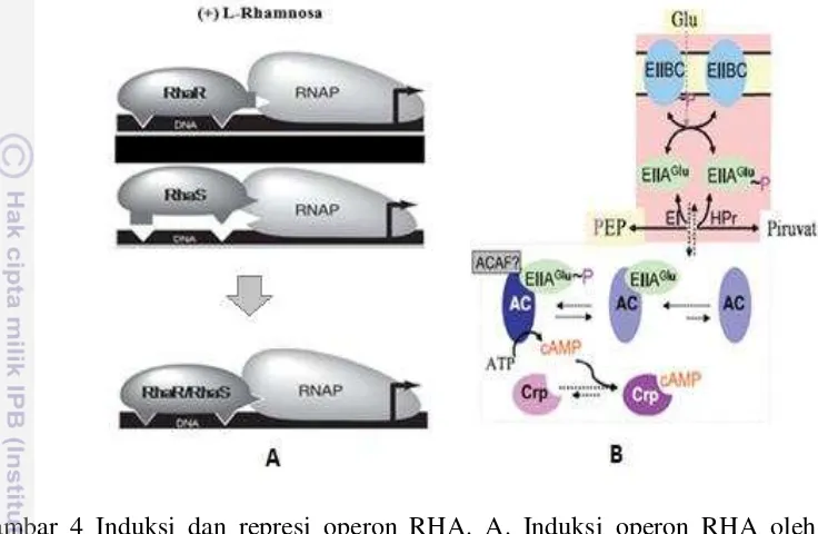 Gambar 4 Induksi dan represi operon RHA. A. Induksi operon RHA oleh L-