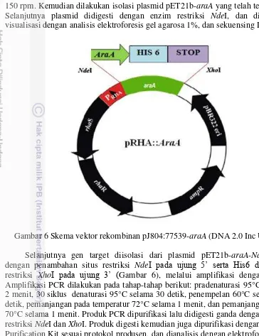 Gambar 6 Skema vektor rekombinan pJ804:77539-araA (DNA 2.0 Inc USA) 