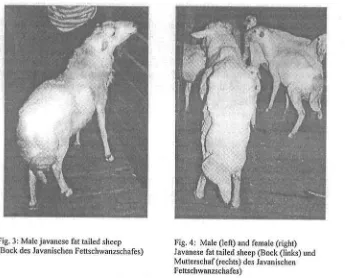 Fig. 3: Male javanese fat tailed sheep 