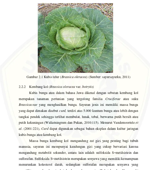 Gambar 2.1 Kubis telur (Brassica oleracea) (Sumber: sayursayurku, 2011) 