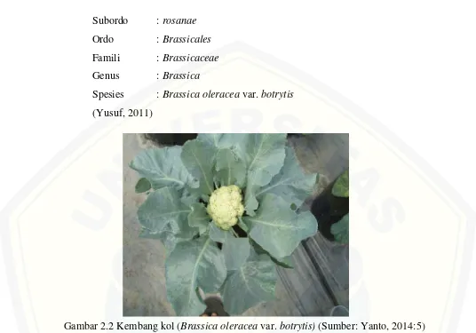 Gambar 2.2 Kembang kol (Brassica oleracea var. botrytis) (Sumber: Yanto, 2014:5) 