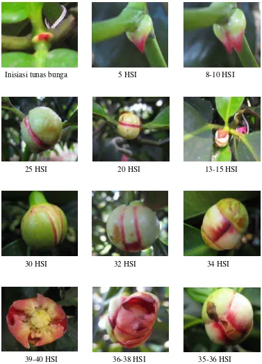 Gambar 2  Pertumbuhan dan perkembangan bunga manggis. 