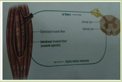 Gambar 1. Stretch reflex, Muscle spindle dirangsang 