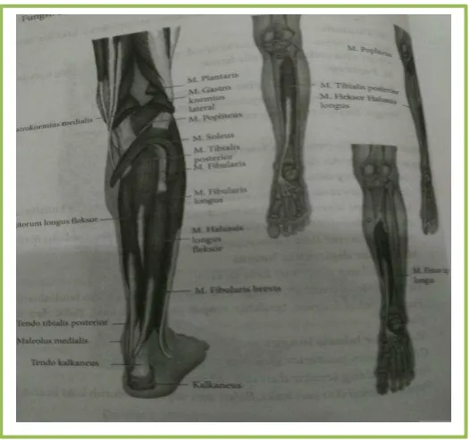 Gambar 6. Otot Tungkai Bagian Dalam (Sumber: Syaifuddin 2009 : 130 ) 