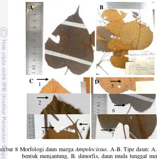Gambar 8 Morfologi daun marga Ampelocissus. A-B. Tipe daun: A. monomorfis 