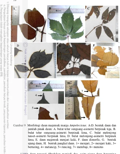 Gambar 9  Morfologi daun majemuk marga Ampelocissus. A-D. bentuk daun dan 