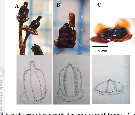 Gambar 15 Tipe pelekatan kepala sari. A. basifixed, B. dorsifixed 