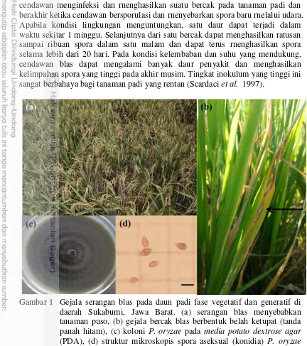 Gambar 1 Gejala serangan blas pada daun padi fase vegetatif dan generatif di daerah Sukabumi, Jawa Barat