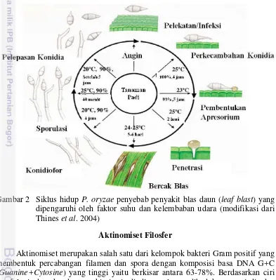 Gambar 2 Siklus hidup P. oryzae penyebab penyakit blas daun (leaf blast) yang 