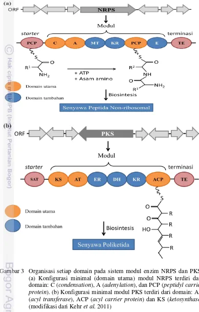 Gambar 3 Organisasi setiap domain pada sistem modul enzim NRPS dan PKS. 