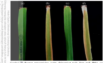 Gambar 10 Respon patogenisitas isolat aktinomiset pada daun padi IR64. (a) akuades sebagai kontrol patogenisitas negatif, (b) X