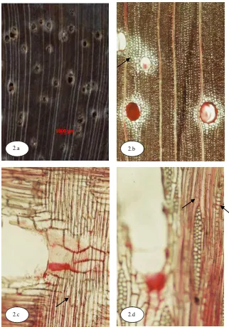 Gambar 2. Leucaena glabratapanah, lihat juga semua sel jari-jari baring:bidang radial, 100x), d