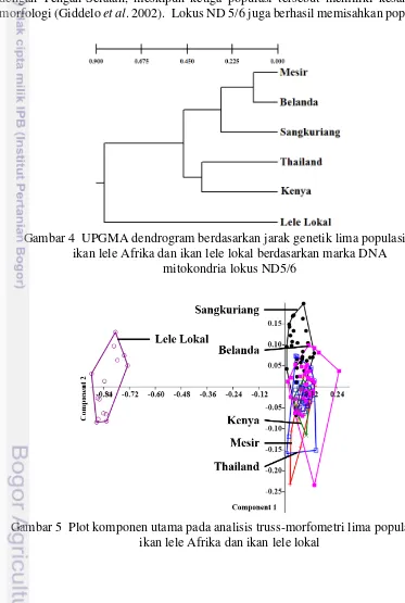 Gambar 4  UPGMA dendrogram berdasarkan jarak genetik lima populasi 