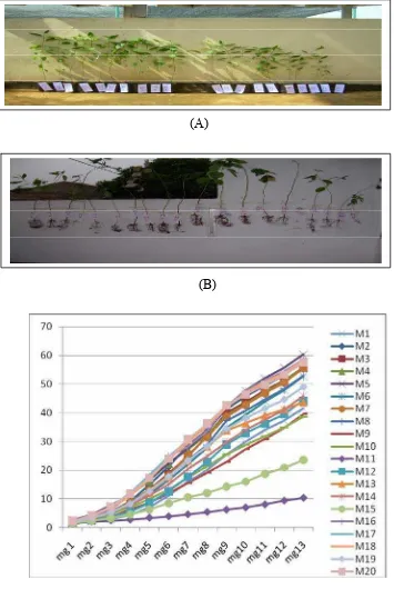 Gambar 2  Pertumbuhan Eucalyptus pellita (A), pertumbuhan akar (B) dan grafik pertumbuhan pada berbagai media semai selama 13 minggu 