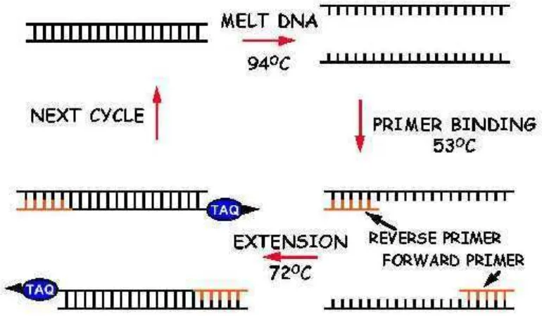 Gambar 1. Siklus PCR, yang terdiri dari denaturasi, penempelan primer(annealing) dan polimerisasinya (Sumber: Gaffar, 2007).