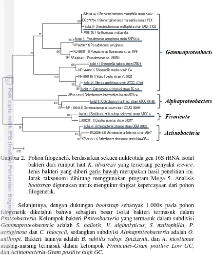 Gambar 2.  Pohon filogenetik berdasarkan sekuen nukleotida gen 16S rRNA isolat 