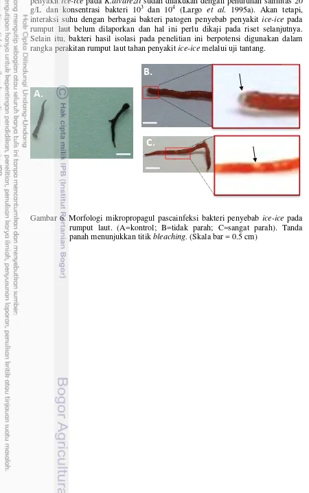 Gambar 6. Morfologi mikropropagul pascainfeksi bakteri penyebab ice-ice pada 