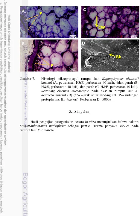 Gambar 7.  Histologi mikropropagul rumput laut Kappaphyucus alvarezii 